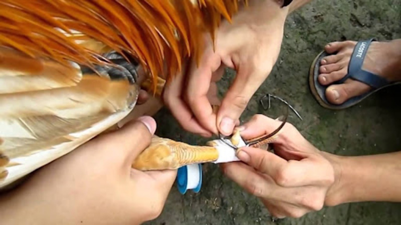 Trồng cựa cho gà đá là gì