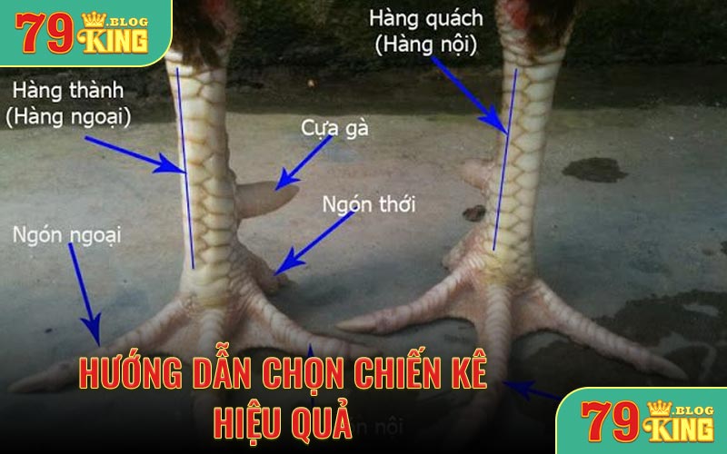 Hướng dẫn chọn chiến kê hiệu quả