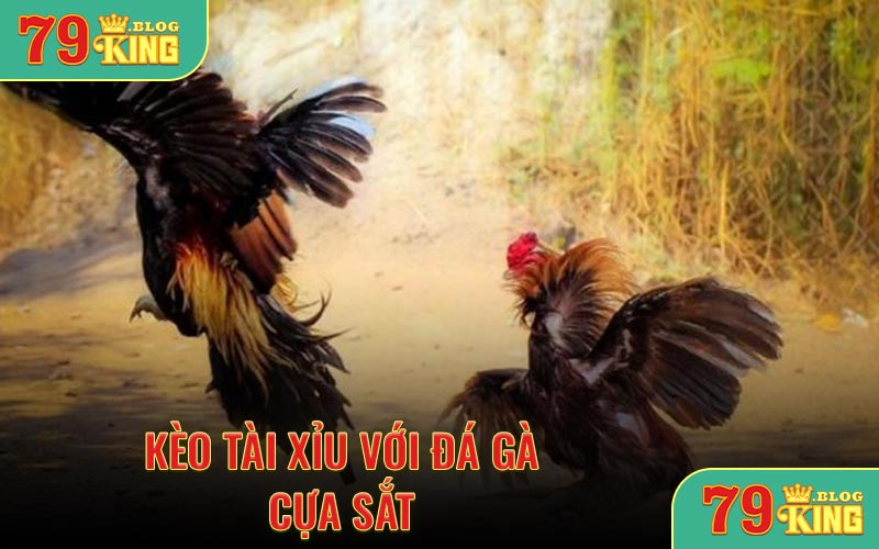 Kèo tài xỉu với đá gà cựa sắt